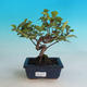 Venkovní bonsai-Ulmus Glabra-Jílm tuhý - 1/2