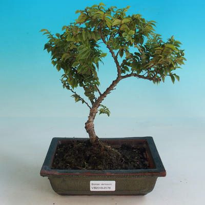 Venkovní bonsai-Ulmus Elegantissima Jack. Hillier-Jílm elegantí - 1