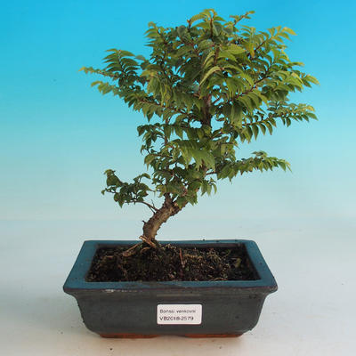 Venkovní bonsai-Ulmus Elegantissima Jack. Hillier-Jílm elegantí - 1