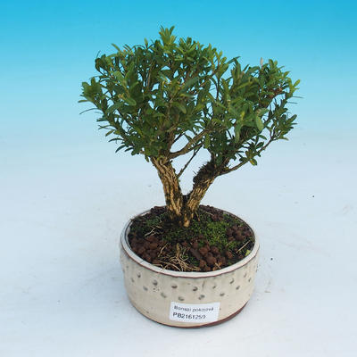Pokojová bonsai - Buxus harlandii - 1