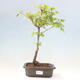 Venkovní bonsai - Javor palmatum katsura GISAN - Javor dlanitolistý - 1/2