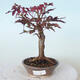Vonkajšie bonsai - Acer palm. Atropurpureum-Javor dlaňolistý červený - 1/5
