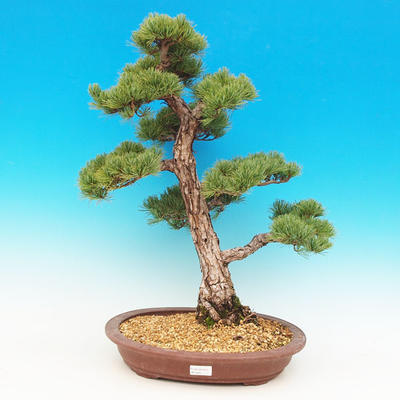 Venkovní bonsai -Borovice drobnokvětá VB13261 - 1