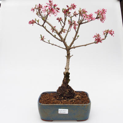 Venkovní bonsai Viburnum Fareri - Kalina - 1