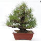 Pinus thunbergii Corticosa - Borovice thunbergova - 1/5