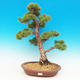 Venkovní bonsai -Borovice drobnokvětá VB13261 - 1/3