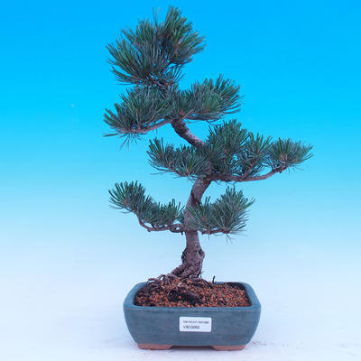Venkovní bonsai -Borovice  drobnokvětá - Pinus parviflora glauca - 1