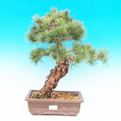 Venkovní bonsai -Borovice drobnokvětá VB13262 - 1