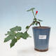 Pokojová bonsai - Malvaviscus arboreus - ibiškovec dřevnatý - 1/4