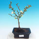 Venkovní bonsai - Chaenomeles superba jet trail -Kdoulovec bílý - 1/4