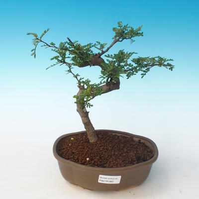 Pokojová bonsai - Zantoxylum piperitum - Pepřovník PB2191262 - 1