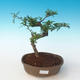 Pokojová bonsai - Zantoxylum piperitum - Pepřovník PB2191262 - 1/4