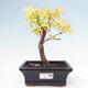 Venkovní bonsai - Acer pal. Sango Kaku - Javor dlanitolistý - 1/4