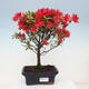 Venkovní bonsai - Japonská azalka - Azalea sp. - 1/2