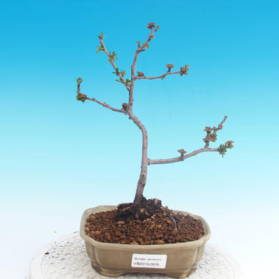 Venkovní bonsai - Chaneomeles japonica - Kdoulovec japonský - 1