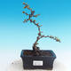 Venkovní bonsai - Chaneomeles japonica - Kdoulovec japonský - 1/4