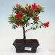 Venkovní bonsai - Japonská azalka - Azalea sp. - 1/2