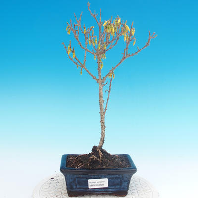 Venkovní bonsai - Zlatice - Forsythia intermedia Week End - 1