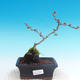 Venkovní bonsai - Chaneomeles japonica - Kdoulovec japonský - 1/4