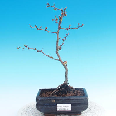 Venkovní bonsai - Chaneomeles japonica - Kdoulovec japonský - 1