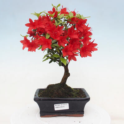 Venkovní bonsai - Japonská azalka - Azalea sp. - 1