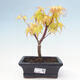 Venkovní bonsai - Acer pal. Sango Kaku - Javor dlanitolistý - 1/4