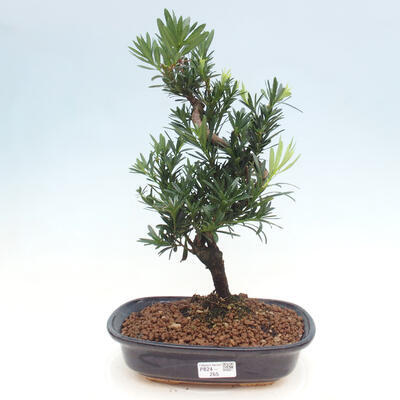 Pokojová bonsai - Podocarpus - Kamenný tis - 1