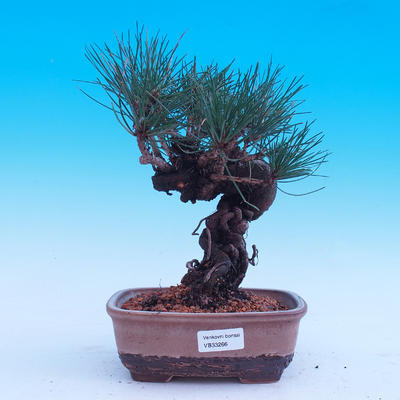 Venkovní bonsai -Borovice Thungergova - Pinus thunbergii - 1