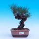 Venkovní bonsai -Borovice Thungergova - Pinus thunbergii - 1/5