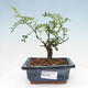 Pokojová bonsai - Zantoxylum piperitum - pepřovník - 1/4
