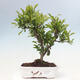 Venkovní bonsai - Malus sargentii -  Maloplodá jabloň - 1/6