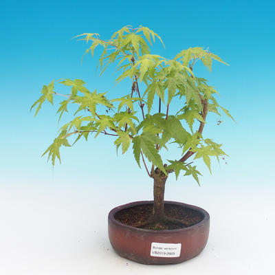 Venkovní bonsai-Acer palmatum Sango Koku- Javor dlanitolistý - 1