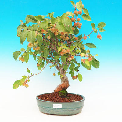 Venkovní bonsai -Maloplodá jabloň VB13267 - 1
