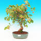 Venkovní bonsai -Maloplodá jabloň VB13267 - 1/2
