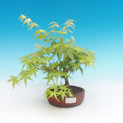 Venkovní bonsai-Acer palmatum Sango Koku- Javor dlanitolistý - 1