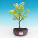 Venkovní bonsai-Acer palmatum Sango Koku- Javor dlanitolistý - 1/2