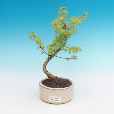 Venkovní bonsai -Pseudolarix amabis-Pamodřín - 1