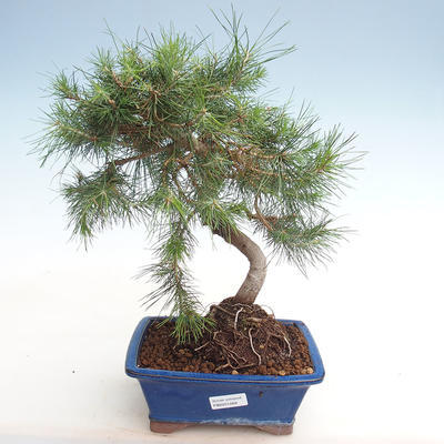 Pokojová bonsai-Pinus halepensis-Borovice alepská PB2201269