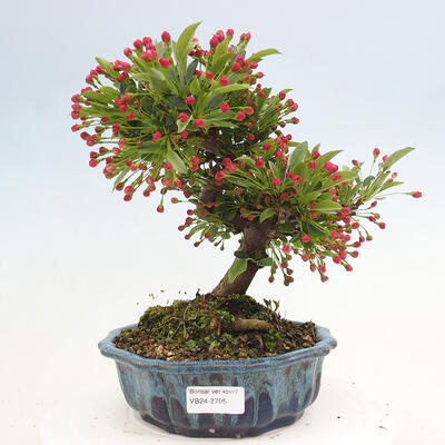 Venkovní bonsai - Malus sargentii -  Maloplodá jabloň - 1