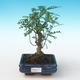 Pokojová bonsai - Zantoxylum piperitum - Pepřovník PB2191270 - 1/4