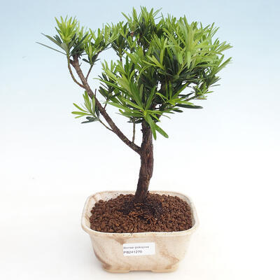 Pokojová bonsai - Podocarpus - Kamenný tis