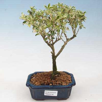 Pokojová bonsai - Serissa foetida Variegata - Strom tisíce hvězd