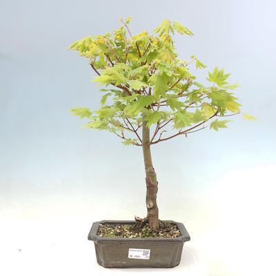 Venkovní bonsai - Javor palmatum katsura GISAN - Javor dlanitolistý - 1