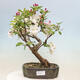 Venkovní bonsai -Malus halliana - Maloplodá jabloň - 1/7