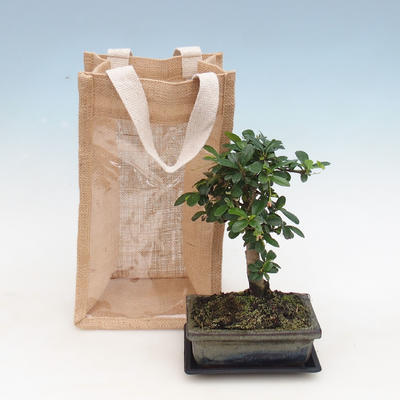 Pokojová bonsai v dárkové krabičce, Carmona-čaj fuki
