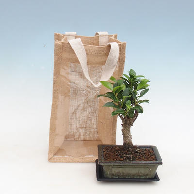 Pokojová bonsai v dárkové krabičce, Fíkusy-Ficus retusa