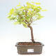 Venkovní bonsai - Javor palmatum katsura GISAN - Javor dlanitolistý - 1/2