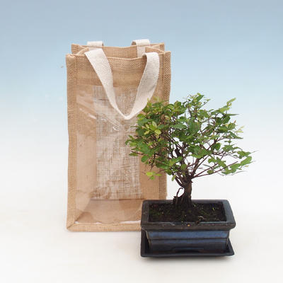 Pokojová bonsai v dárkové krabičce, Sagerecie čajová - Sageretia thea
