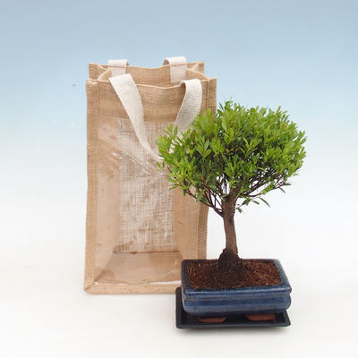 Pokojová bonsai v dárkové krabičce, Syzigium-Pimentovník 