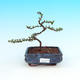 Venkovní bonsai - Cotoneaster - skalník - 1/2